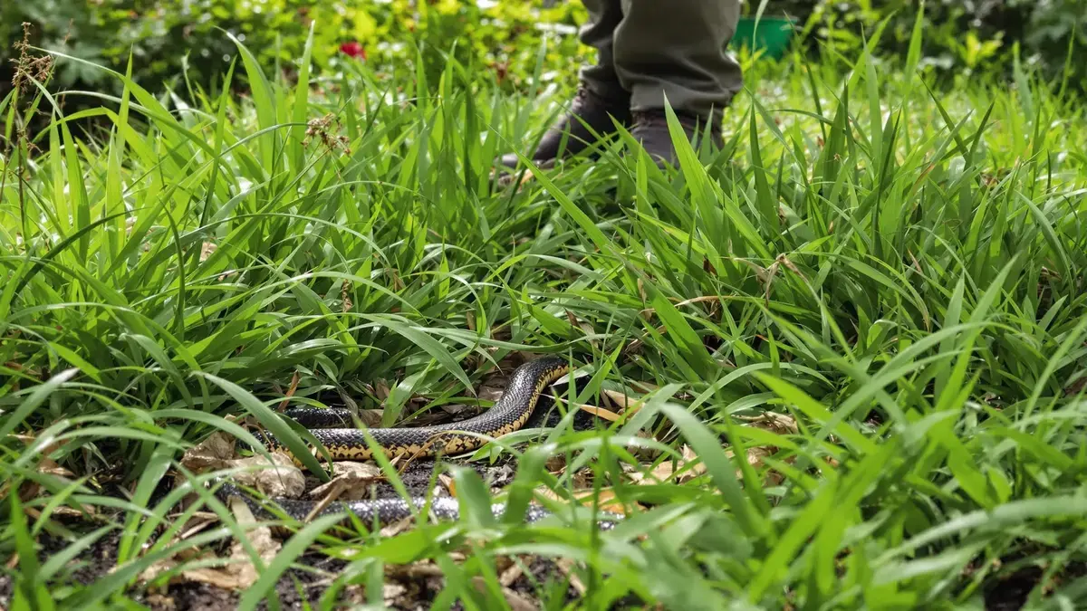 Dit schijnbaar onbeduidende element in het gras zou kunnen wijzen op een nabijgelegen slangennest