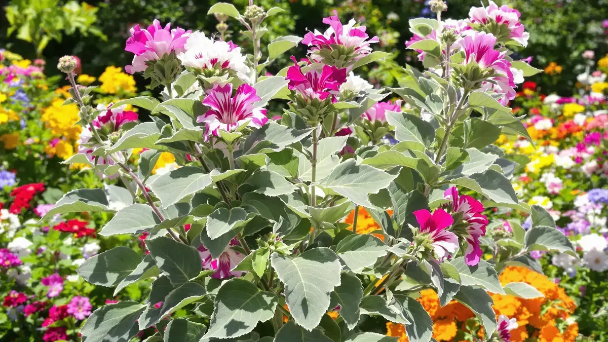 Zeg vaarwel tegen geraniums: deze chique en rebelse vaste plant moet dringend worden geplant